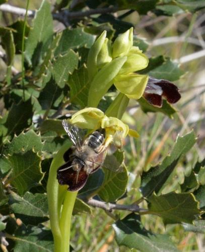 Andrena sp.